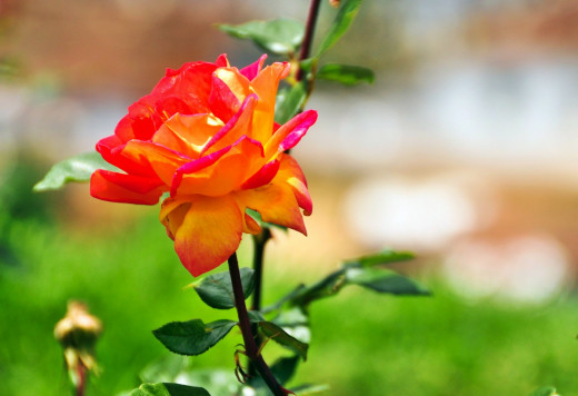 756600 (a): :2500x1711